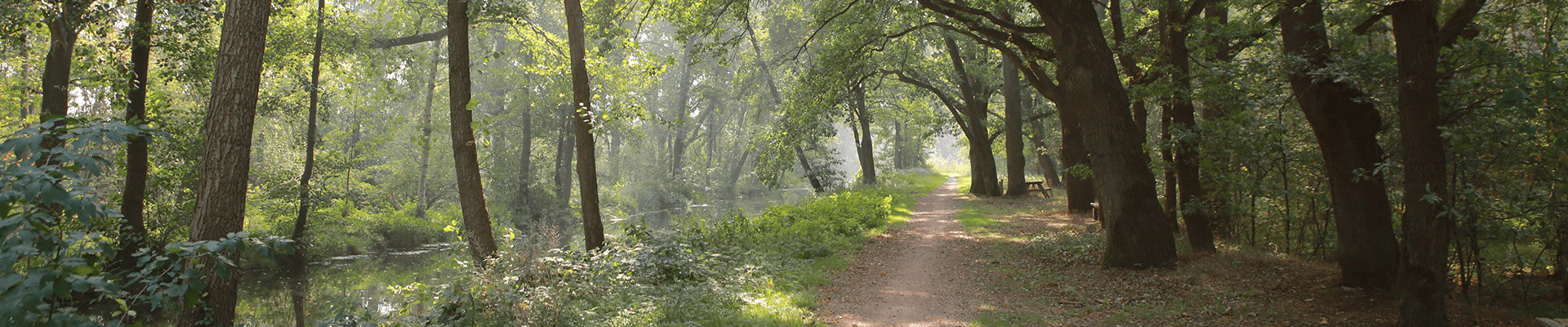 Bospad in natuurgebied de Peel